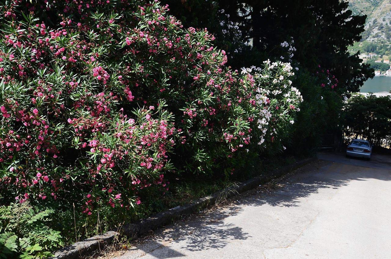 Apartman Garden Kotor