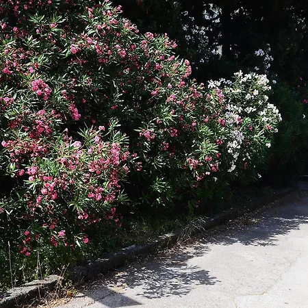 Apartment Garden Kotor Exterior foto